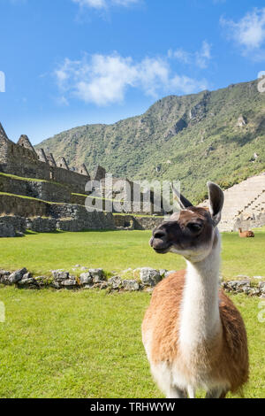 Un llama in piedi nella parte anteriore del complesso principale del sito Patrimonio Mondiale dell'UNESCO di Machu Picchu, Perù, alla perdita di una città Inca nel mezzo delle Ande. Foto Stock