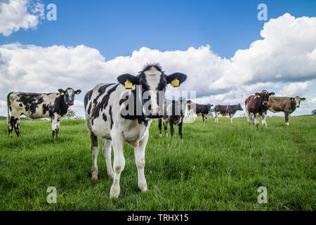 Holstein il frisone bull vitelli, England, Regno Unito Foto Stock