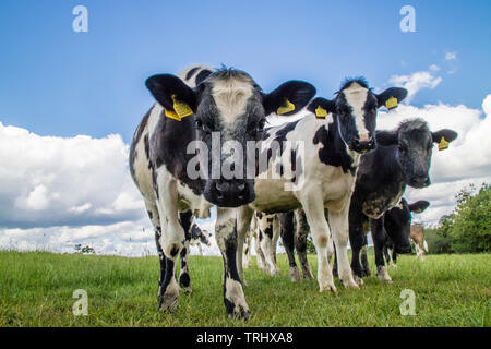 Holstein il frisone bull vitelli, England, Regno Unito Foto Stock