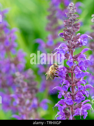 Un'ape alimentazione su Salvia fiori Foto Stock