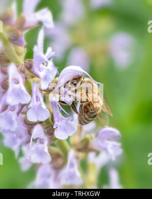 Un'ape alimentazione su Salvia fiori Foto Stock