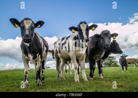 Holstein il frisone bull vitelli, England, Regno Unito Foto Stock