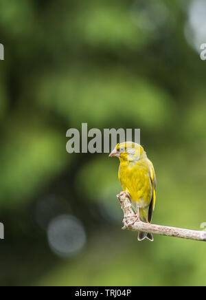 Verdone, fauna selvatica, British Bird su un Pesce persico in un giardino inglese Foto Stock