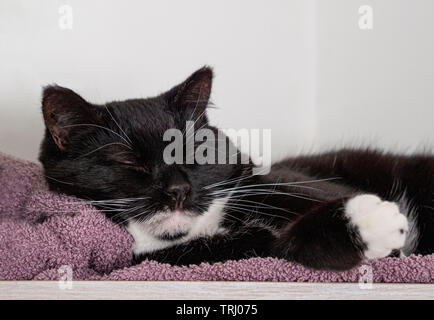 Bianco e nero gatto dorme. Foto Stock