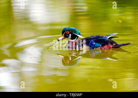 Un maschio adulto di legno o di anatra anatra Carolina (Aix sponsa) nuoto sul lago e crea increspature sulla superficie dell'acqua gialla nel Parco di Stanley in V Foto Stock