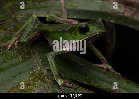 Bianco-rivestita in foglia (rana Phyllomedusa vaillantii) dalla foresta pluviale amazzonica uno dei più comuni Rane di albero in South American jungle. Foto Stock