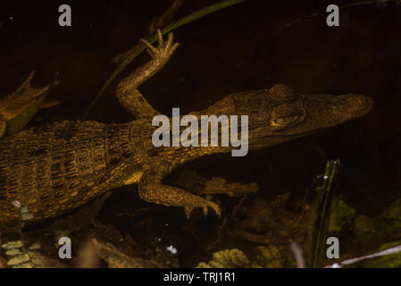 Caimano dagli occhiali (Caiman crocodilus) subacquea sommerso in un piccolo ruscello nella foresta amazzonica in Ecuador. Foto Stock