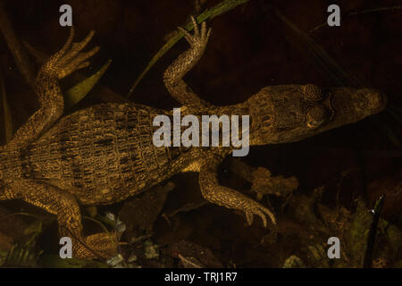 Un giovane caimano dagli occhiali (Caiman crocodilus) al bordo delle acque in attesa di preda di venture vicino. Da Yasuni National Park, Ecuador. Foto Stock