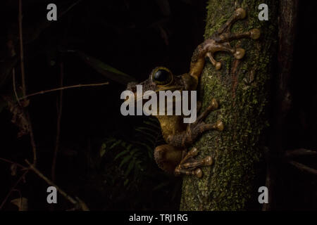 Una rana di specie di Osteocephalus tiene su un ramo di notte nella foresta pluviale nel parco nazionale di Yasuni, Ecuador. Foto Stock