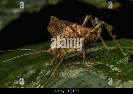 Un katydid imita una foglia morta nella foresta amazzonica in Ecuador.