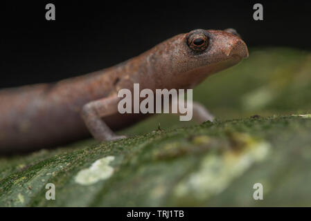 Nauta (salamandra Bolitoglossa altamazonica) dalla giungla amazzonica in Yasuni, Ecuador. Queste salamandre hunt sulla superficie delle foglie di notte. Foto Stock