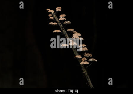Piccoli funghi che crescono su un ramo nella foresta pluviale ecuadoriana in Yasuni National Park nella giungla amazzonica. Foto Stock