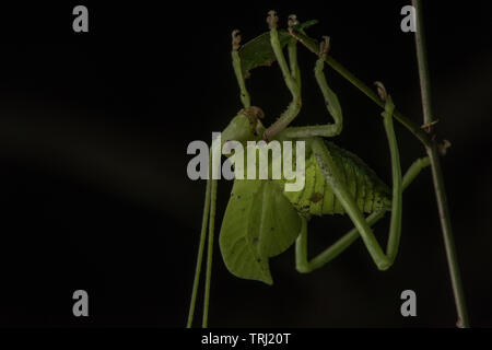 Una foto macro di una foglia mimare katydid dalla foresta amazzonica in Ecuador. Foto Stock