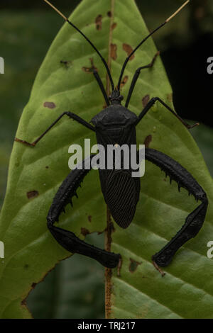 Una foglia footed bug (Famiglia Coreidae) da Yasuni National Park in Ecuador. Foto Stock