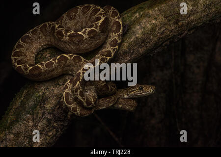 Un amazon tree boa (Corallus hortulanus) da Yasuni National Park in Ecuador, questi serpenti spendere quasi tutto il loro tempo ad alta nella foresta. Foto Stock