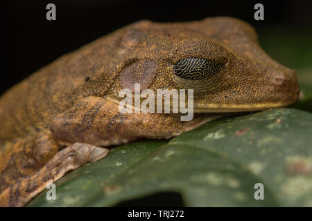 Una mappa treefrog (Boana geographica) con i suoi occhi chiusi in mostra il disegno sulla sua palpebra o membrana nictitating. In Yasuni National Park. Foto Stock