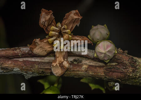 Foto macro di un singolare fioritura albero dalla foresta amazzonica in Ecuador. Foto Stock