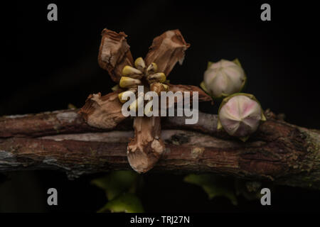 Foto macro di un singolare fioritura albero dalla foresta amazzonica in Ecuador. Foto Stock