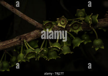 Foto macro di un singolare fioritura albero dalla foresta amazzonica in Ecuador. Foto Stock