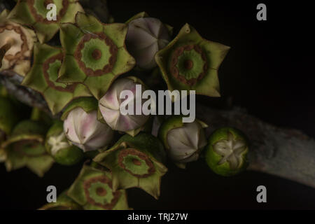 Foto macro di un singolare fioritura albero dalla foresta amazzonica in Ecuador. Foto Stock