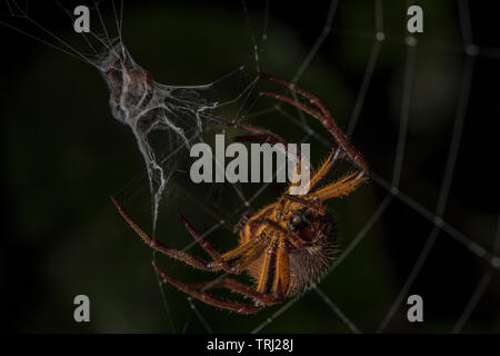 Un tropicale orbweaver spider (Eriophora fuliginea) avvolgimento la sua preda nel suo web in Yasuni National Park, Ecuador. Foto Stock