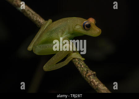 Demerara cade raganella (Hypsiboas o cinerascens cinerascens Boana, a seconda di come fino alla data della vostra tassonomia è) da Yasuni National Park, Ecuador. Foto Stock