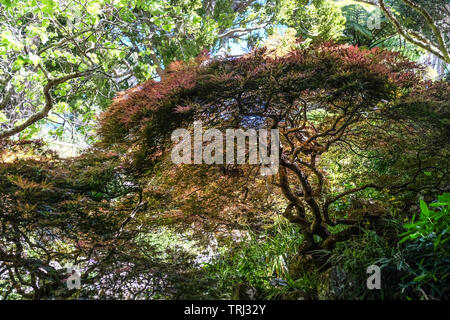 Alberi in primavera a Wellington Botanic Gardens, Nuova Zelanda Foto Stock