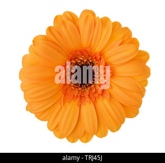 Gerbera fiore di colore arancione isolati su sfondo bianco. Foto Stock