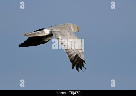 Albanella reale / Kornweihe ( Circus cyaneus ), maschio adulto in volo, cielo blu, la fauna selvatica, l'Europa. Foto Stock