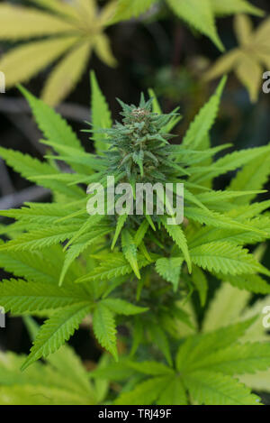 Piccole piante di marijuana con caduta/colori autunnali, fiori maturi, wild coltivazione di cannabis Foto Stock