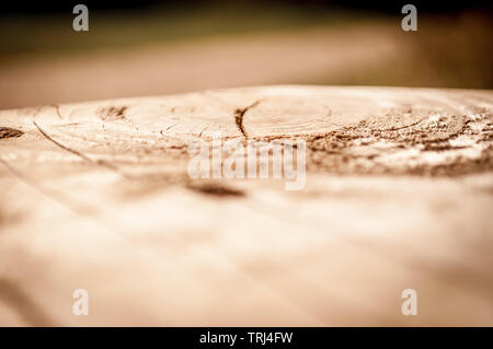 Primo piano di legno su una panchina nel parco Foto Stock