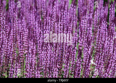 La salvia fiori nel campo estivo. Salvia officinalis, pianta curativa Foto Stock