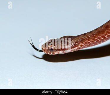 Uno dei più comuni le vipere- Vipera berus . In Romania è molto comune specie Viper. Foto Stock