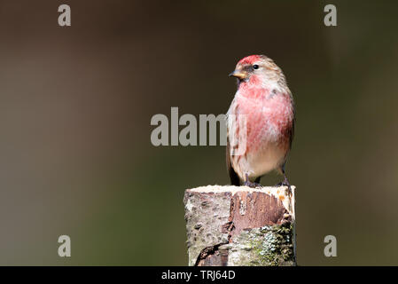 Una minore Redpoll,Carduelis cabaret, arroccato sulla cima di un argento betulla moncone guardando a sinistra in open space di copia Foto Stock