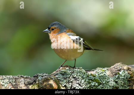 Fringuello Foto Stock