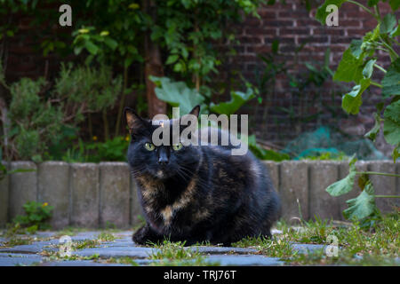 Gatta Calico con gli occhi blu seduti in giardino guardando nella telecamera Foto Stock