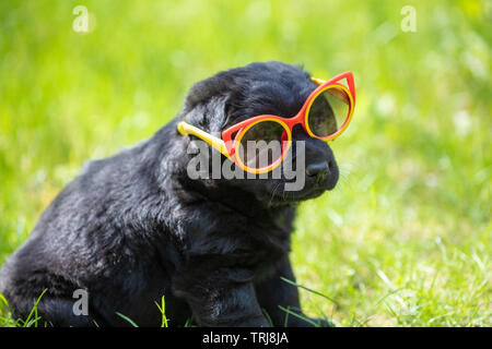 Funny black Labrador retriever cucciolo sguardi attraverso occhiali da sole. Dog sitter sull'erba nel giardino estivo Foto Stock