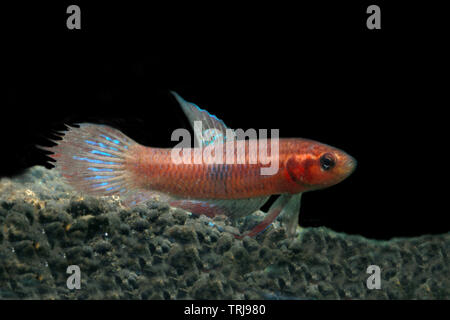 Betta livida, geloso betta Foto Stock