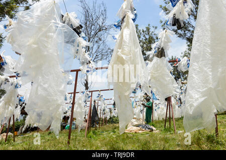 Il Ruanda, Kigali, riciclaggio di plastica presso la società ecoplastics lavoratore, pulito e asciutto le lamine di plastica prima della trasformazione in un granulato che viene utilizzato per i nuovi prodotti in plastica - divieto di plastica Foto Stock