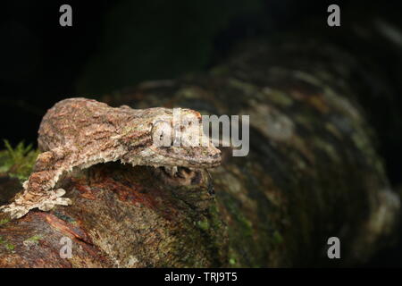 Sabah battenti Gecko, battenti Gecko Foto Stock