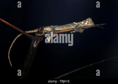 Phoxophrys cephalum, Borneo Foto Stock