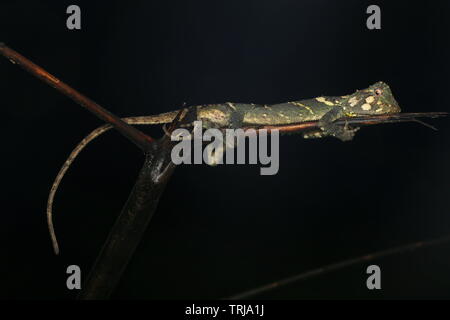 Phoxophrys cephalum, Borneo Foto Stock