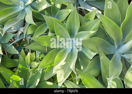 Aloe, piante succulente sfondo texture in presenza di luce solare Foto Stock