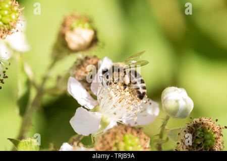 Il miele delle api per raccogliere il polline da Black Berry impianto, Crawley, West Sussex Foto Stock