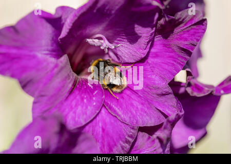 Bumble Bee per raccogliere il polline da Gladiola, Crawley, West Sussex Foto Stock