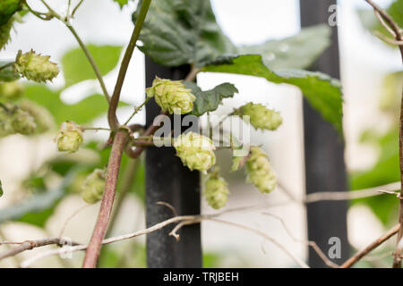 Fiori di luppolo, Lettonia Foto Stock