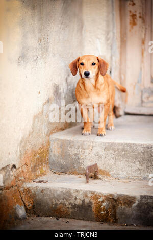 Adorabile e triste piccolo cane seduto di fronte alla demolizione, casa abbandonata, ancora sperando che i suoi ex-proprietari tornino per lui Foto Stock