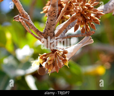 Uccelli ed insetti assaporerete succosa dolce Mahua fiori. Foto Stock