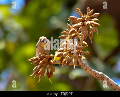 Uccelli ed insetti assaporerete succosa dolce Mahua fiori. Foto Stock