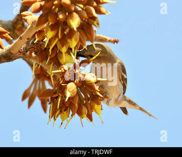 Uccelli ed insetti assaporerete succosa dolce Mahua fiori. Foto Stock